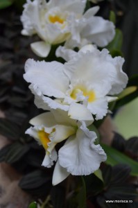 Expozitie de orhidee la Keukenhof, Olanda