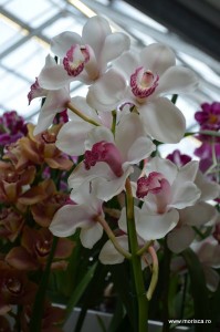 Expozitie de orhidee la Keukenhof, Olanda