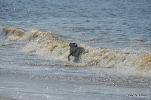 Plaja din Scheveningen (Haga) Olanda