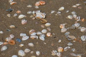 Plaja din Scheveningen (Haga) Olanda