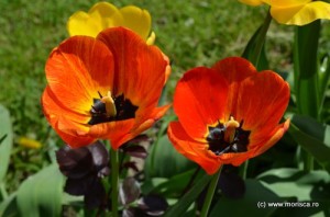 Pitesti_Simfonia_lalelelor_2013 (37)