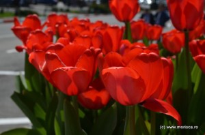 Pitesti_Simfonia_lalelelor_2013 (4)