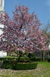 Pitesti_Simfonia_lalelelor_2013 (42)