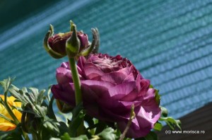 Pitesti_Simfonia_lalelelor_2013 (7)