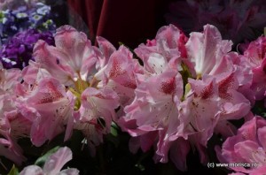 Pitesti_Simfonia_lalelelor_2013 (9)