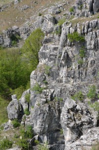 Ponoarele_Campurile_de_lapiezuri (5)