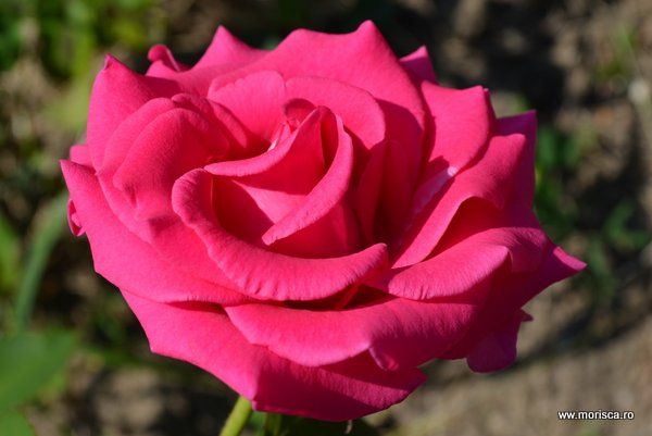 Trandafir inflorit - vara la Brasov