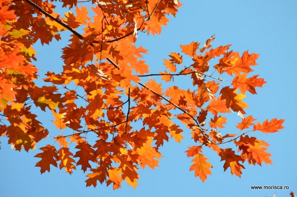 Culori de toamna in Parcul Herastrau din Bucuresti