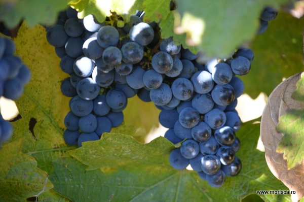 Toamna in vie la podgoria Lacerta judetul Buzau