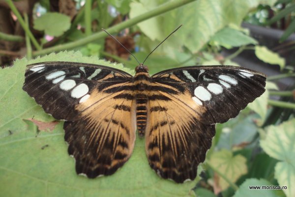 Fluturi la Natural History Museum Londra